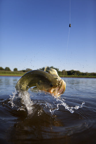Summertime Bass Fishing